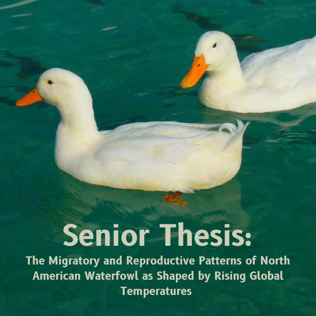 Senior Thesis: The Migratory and Reproductive Patterns of the North American Waterfowl as Shaped by Rising Global Temperatures